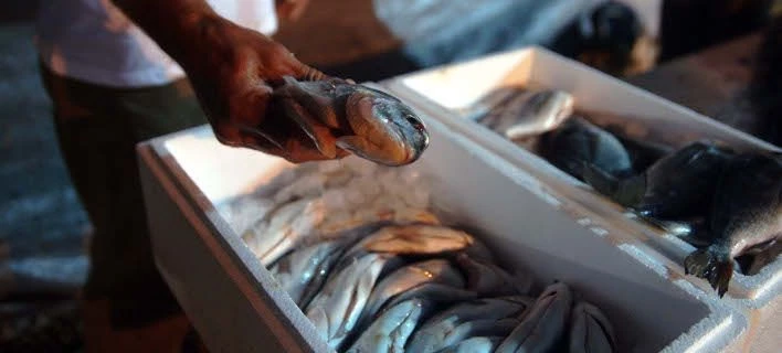 Γαλλία: Πρώτη η Ελλάδα σε εισαγωγές λαβρακίου και τσιπούρας